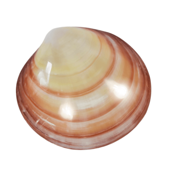 LavaShell coquille naturelle